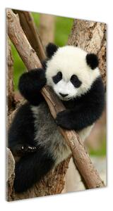 Vertikálny fotoobraz na skle Panda na strome osv-43324424