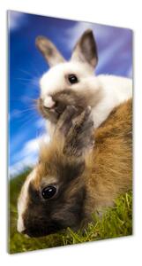 Vertikálny foto obraz sklenený Dva králiky osv-48475157