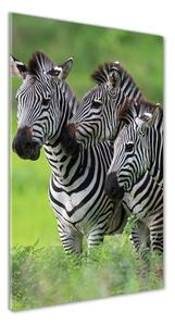 Vertikálny foto obraz sklo tvrdené Tri zebry osv-48214640