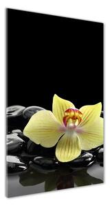 Vertikálny foto obraz sklenený Orchidea a kamene