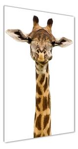 Vertikálny foto obraz fotografie na skle Žirafa