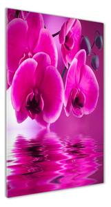 Vertikálny foto obraz sklenený Ružová orchidea