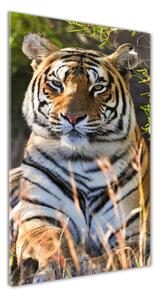 Vertikálny foto obraz fotografie na skle Tiger osv-65374714