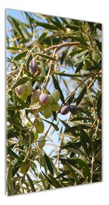 Vertikálny fotoobraz na skle Olivy na strome osv-65546648