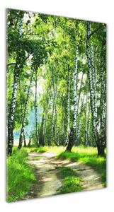 Vertikálny foto obraz sklenený Brezový les osv-66218016