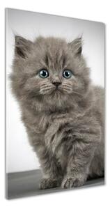 Vertikálny foto obraz fotografie na skle Sivá a britská mačka