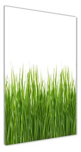 Vertikálny foto obraz sklenený Zelená tráva osv-66714934