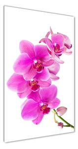 Vertikálny foto obraz fotografie na skle Ružová orchidea