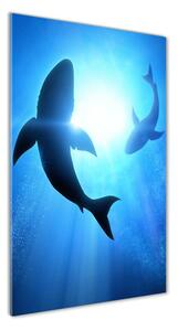 Vertikálny fotoobraz na skle Siluety žralokov osv-69178156