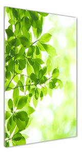 Vertikálny foto obraz sklenený Zelené lístie