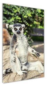 Vertikálny foto obraz fotografie na skle Lemur osv-75982744