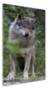 Vertikálny foto obraz sklenený Vlk v lese osv-79173731