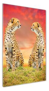 Vertikálny foto obraz fotografie na skle Dva gepardy