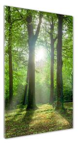 Vertikálny foto obraz sklo tvrdené Slnko v lese