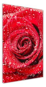 Vertikálny foto obraz sklenený Červená ruža