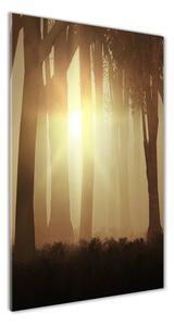 Vertikálny foto obraz sklenený Hmla v lese osv-84176608