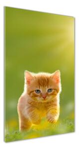 Vertikálny foto obraz sklenený Červená mačka