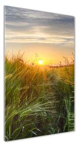 Vertikálny foto obraz sklo tvrdené Pole pšenice