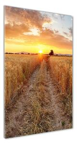 Vertikálny foto obraz sklenený Pole pšenice osv-86490095