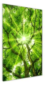 Vertikálny foto obraz sklenený Koruna stromov osv-88048768