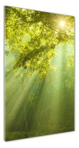 Vertikálny foto obraz sklo tvrdené Slnko v lese