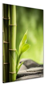 Vertikálny foto obraz sklenený Bambus osv-89101727