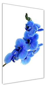 Vertikálny fotoobraz na skle Modrá orchidea osv-91549599