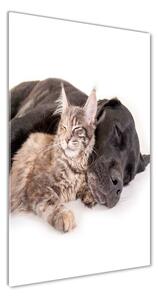 Vertikálny foto obraz fotografie na skle Pes a mačka