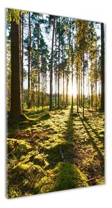 Vertikálny foto obraz sklo tvrdené Sosnová les