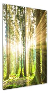 Vertikálny fotoobraz na skle Slnko v lese osv-92474685
