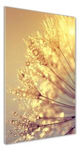 Vertikálny foto obraz sklenený Semená púpavy