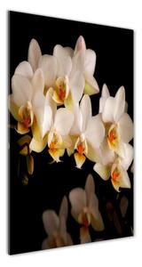 Vertikálny fotoobraz na skle Orchidea osv-95410450