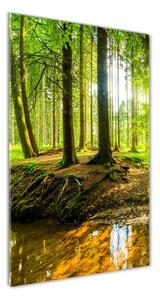 Vertikálny foto obraz fotografie na skle Prameň v lese