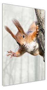 Vertikálny fotoobraz na skle Veverička na strome