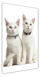 Vertikálny foto obraz sklenený Dve biele mačky