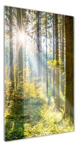 Vertikálny foto obraz fotografie na skle Slnko v lese