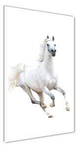 Vertikálny foto obraz fotografie na skle Biely kôň cval