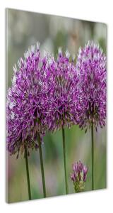 Vertikálny foto obraz sklenený Kvety cesnaku osv-99551256
