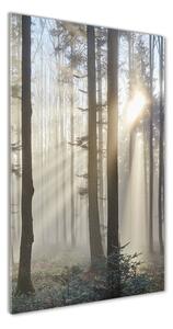 Vertikálny foto obraz sklenený Hmla v lese osv-98968412