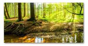 Fotoobraz na skle Slnečné lúče les osh-101332192