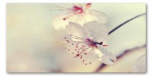 Foto obraz sklo tvrzené kvet višne osh-102906126