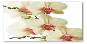 Foto obraz fotografie na skle orchidea osh-102443917