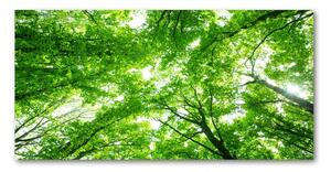 Fotoobraz na skle zelený les osh-103615746