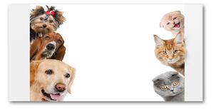 Foto obraz sklo tvrzené Psy a mačky osh-104206550