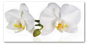 Foto obraz sklenený horizontálny orchidea osh-103920801