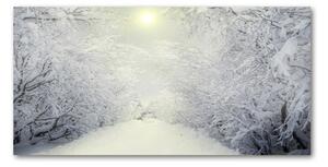 Foto obraz fotografie na skle Pekný zimný les