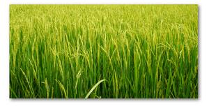 Foto obraz sklo tvrzené ryžové polia osh-104337572