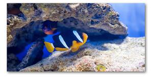 Foto obraz sklo tvrzené tropická ryba osh-105173265