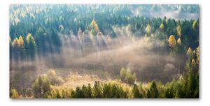 Fotoobraz na skle Hmla v lese osh-104886541
