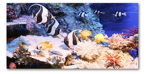 Foto obraz fotografie na skle koralový útes osh-105919456